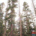 Cuchara Recreation Area Trinchera Peak Sun Trees