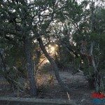 Cedro Peak More Tree Sunset