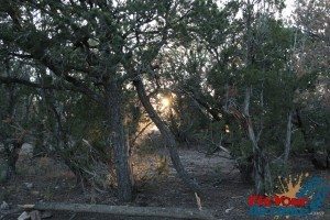 More Tree Sunset