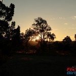 Cedro Peak  Sunset through Trees