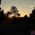 Cedro Peak  sun through trees