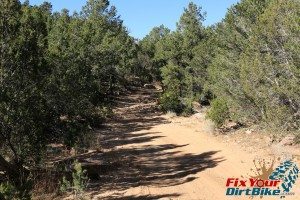 Penrose Commons 2 track trail pine trees