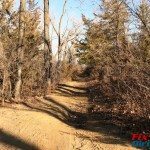 sandy medium dead trees