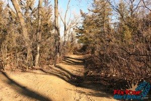 sandy medium dead trees