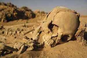 Skull In The Desert