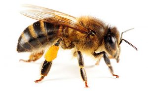 A Honey Bee Sting Can Send You Into Anaphulaxis