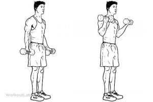 Rider Fitness: Upper Arm Strength Standing Dumbell Curls