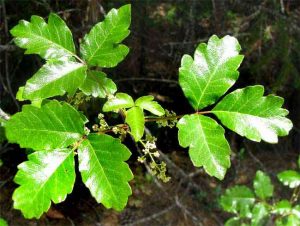 External First Aid - Treatment For Poison Oak