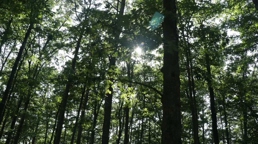 This Forest Canopy Is THICK